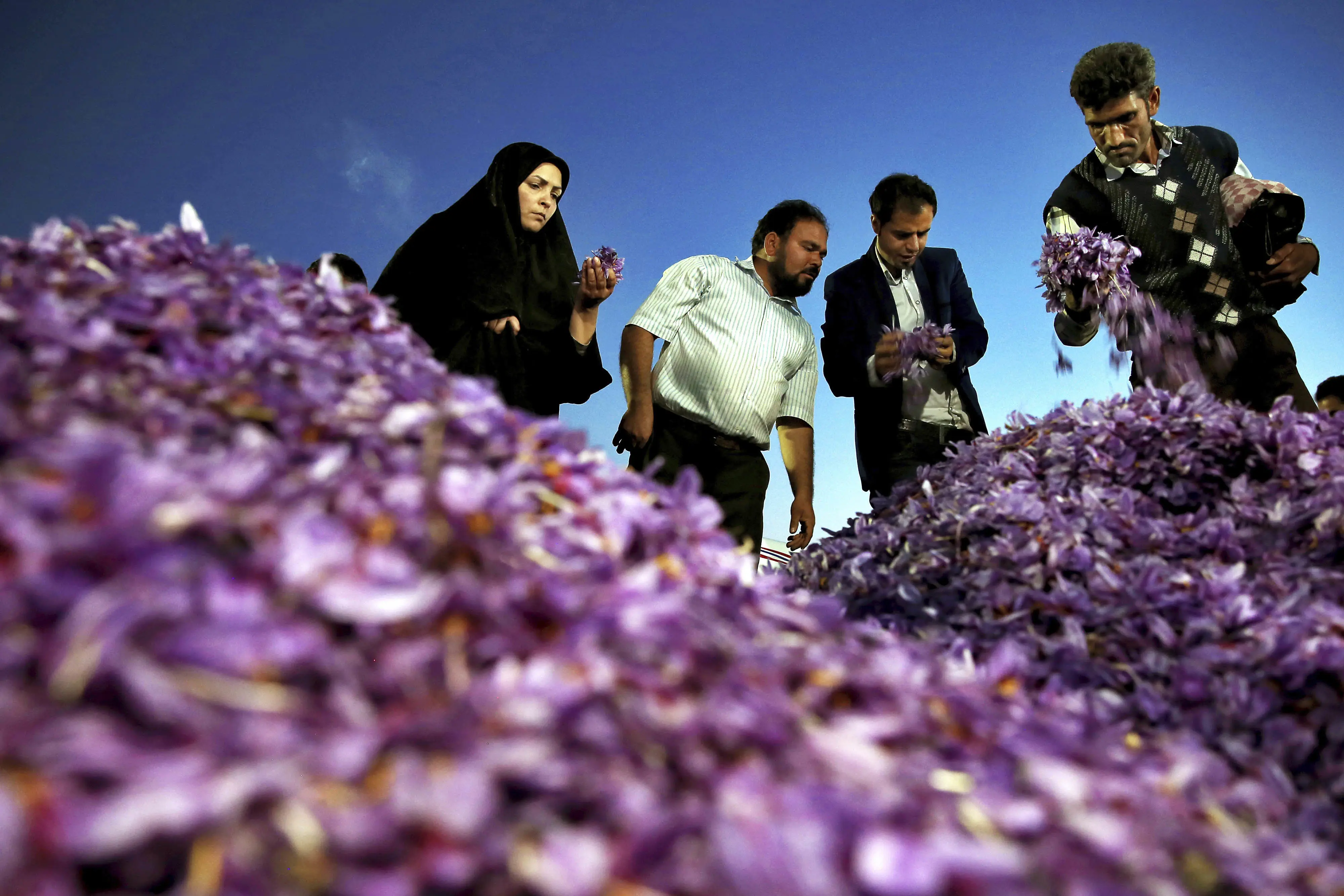 کشاورزی زعفران