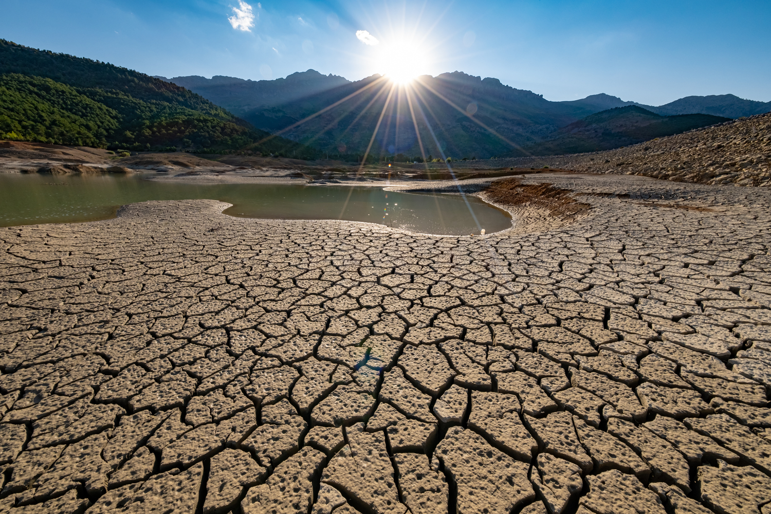 بیابا‌ن‌زایی