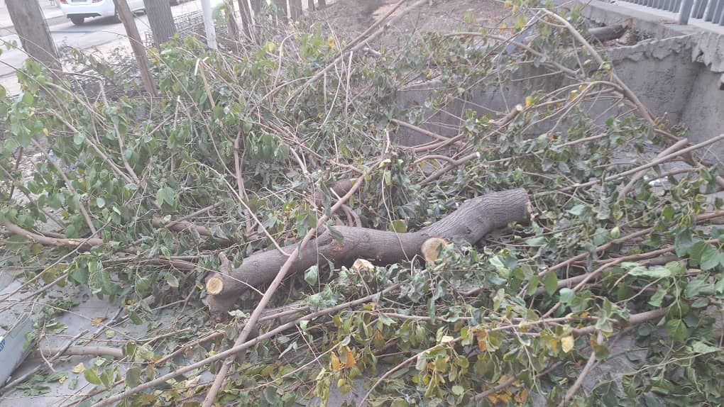 تصاویر ارسالی مخاطبان اکوایران از درختان در فضای موزه فرش