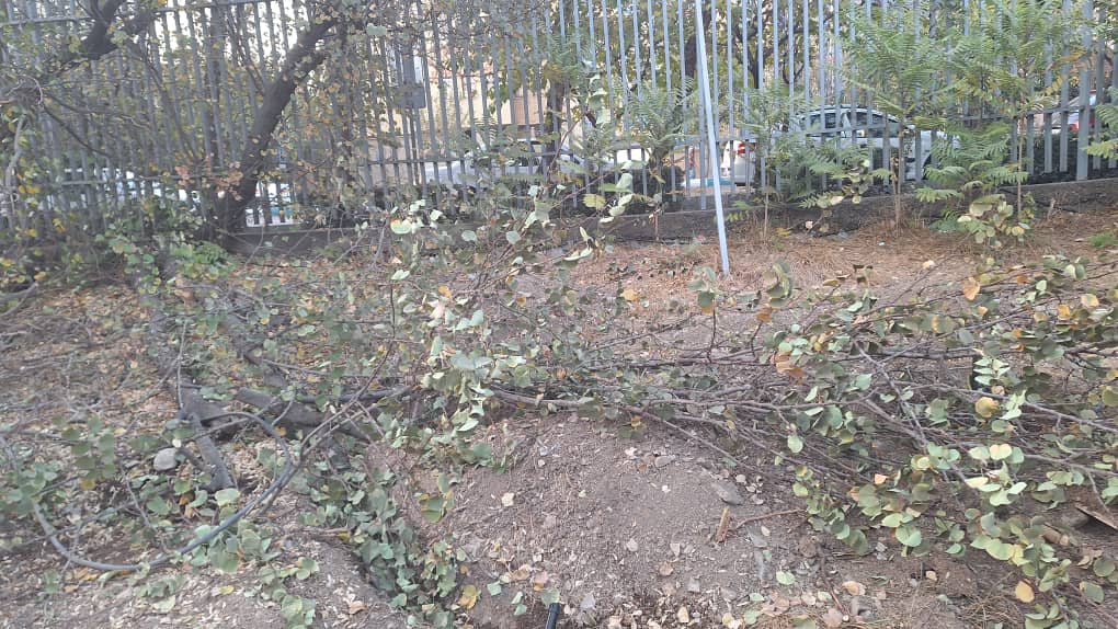 تصاویر ارسالی مخاطبان اکوایران از درختان در فضای موزه فرش