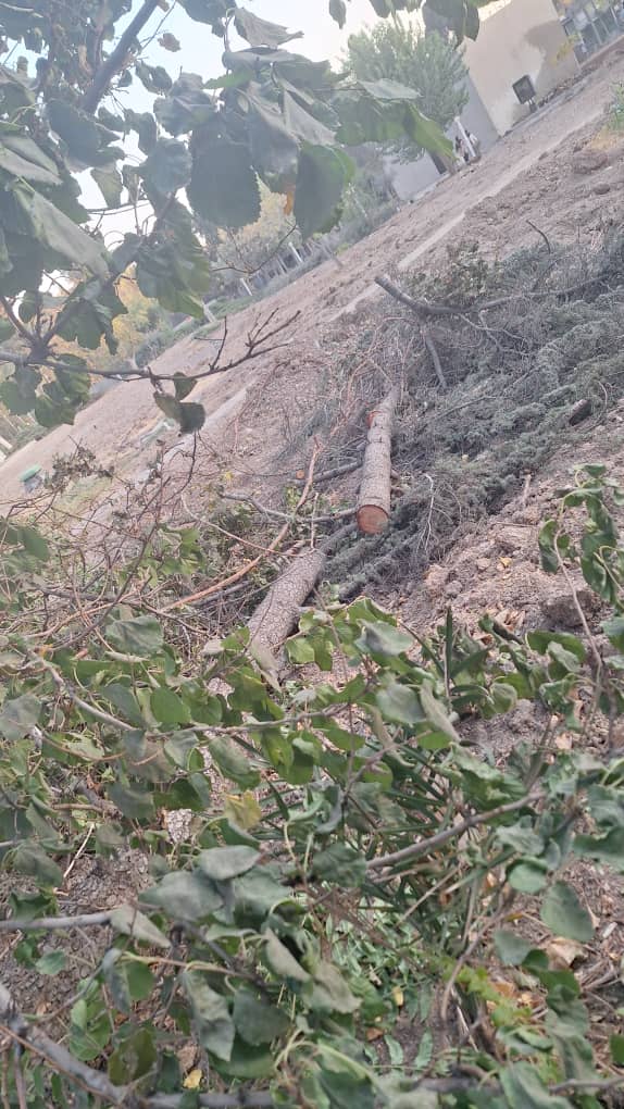 تصاویر ارسالی مخاطبان اکوایران از درختان در فضای موزه فرش