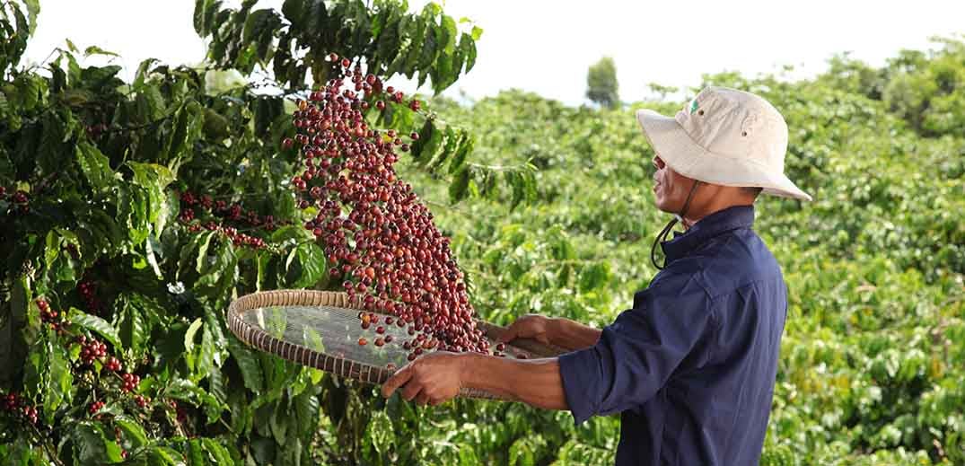 coffee-farming-feed