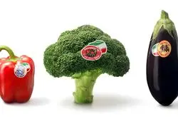 سلطه پنهان ایران بر سفره‌های خلیج فارس