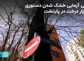 راستی‌آزمایی خشک شدن دستوری 16 هزار درخت در پایتخت