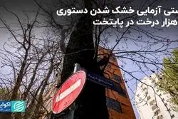 راستی‌آزمایی خشک شدن دستوری 16 هزار درخت در پایتخت