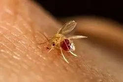 جولان یک بیماری در کشور/ ۴۸۰۰ نفر در سال جاری مبتلا شدند