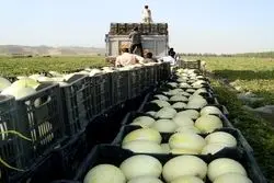 ابلاغ عوارض صادراتی برخی محصولات جالیزی در سال ۱۴۰۲ + جدول