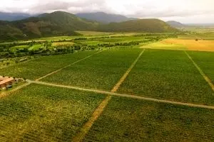 کشاورزی ژاپن در مسیر چندملیتی شدن