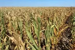 تهدید مواد غذایی با بحران خشکسالی