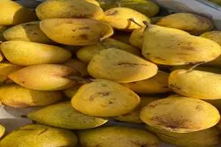 یک کیلو گلابی بیروتی مساوی با یک کیلو مرغ!