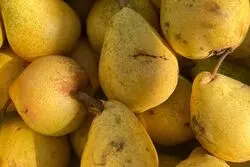 یک کیلو گلابی بیروتی مساوی با یک کیلو مرغ!