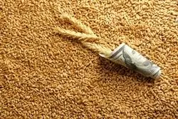 با نرخ پیشنهادی برای خرید تضمینی گندم مخالفت شد