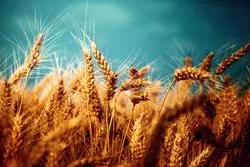 کاهش نگرانی از عرضه، گندم را ارزان کرد