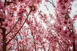 هوای بهاری در راه است؛ افزایش دما و وزش باد در برخی مناطق