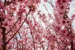 هوای بهاری در راه است؛ افزایش دما و وزش باد در برخی مناطق