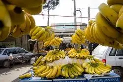 ۸۰۰ میلیون دلار هزینه واردات موز؛ برنامه وزارت کشاورزی برای تولید میوه‌های گرمسیری