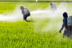 3 راهکار برای پایان استفاده از سموم غیراستاندارد