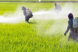 3 راهکار برای پایان استفاده از سموم غیراستاندارد