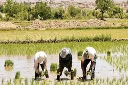 خبر مهم برای برنج کاران: کشت برنج فقط در این دو استان مجاز است