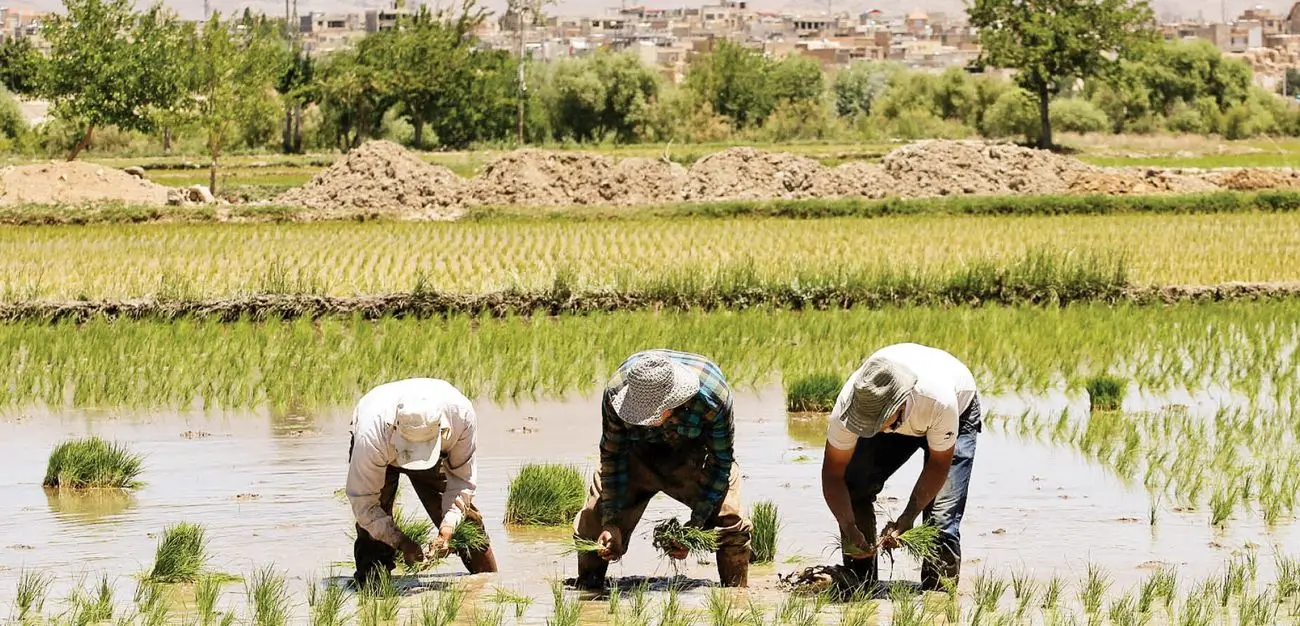 خبر مهم برای برنج کاران: کشت برنج فقط در این دو استان مجاز است