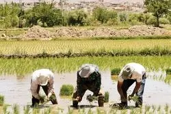 خبر مهم برای برنج کاران: کشت برنج فقط در این دو استان مجاز است