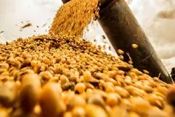 بیشترین دلار وارداتی به کدام گروه خوراکی رسید؟ + نمودار