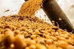 بیشترین دلار وارداتی به کدام گروه خوراکی رسید؟ + نمودار