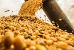 بیشترین دلار وارداتی به کدام گروه خوراکی رسید؟ + نمودار