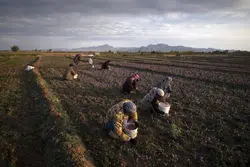 زنان کدام استان بیشتر در کشاورزی شاغل هستند؟