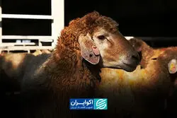 پشت‌ پرده جهش قیمت دام؛ سیاست ارزی چرا جواب نداد؟