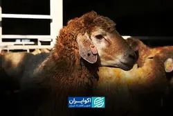 پشت‌ پرده جهش قیمت دام؛ سیاست ارزی چرا جواب نداد؟