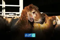 پشت‌ پرده جهش قیمت دام؛ سیاست ارزی چرا جواب نداد؟