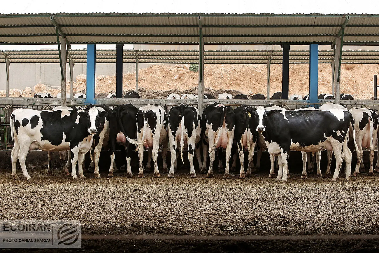صدرنشینان و قعرنشینان گاوداری‌ها در تابستان 1402