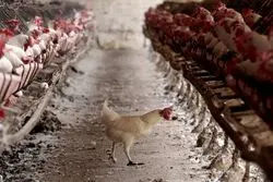 قیمت مرغ زنده اعلام شد/ علت گرانی مرغ چیست؟