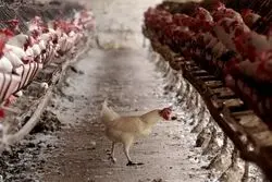 قیمت مرغ زنده اعلام شد/ علت گرانی مرغ چیست؟