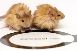 گام شگفت‌انگیز دانشمندان برای احیای ماموت‌ها