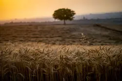 پرداخت مرحله دوم خرید تضمینی گندم؛ ۴.۶ هزار میلیارد تومان در حساب  کشاورزان 