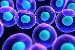 برای نخستین‌بار در جهان؛ رشد کلیه با سلول‌های انسانی در جنین خوک