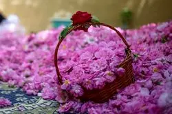 داده‌های گمرک نشان داد؛عربستان و ترکیه این محصول ایران را به نام خود زدند