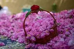 داده‌های گمرک نشان داد؛عربستان و ترکیه این محصول ایران را به نام خود زدند