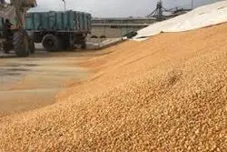 حذف بخش خصوصی از واردات کالای اساسی + سند