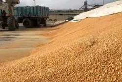 حذف بخش خصوصی از واردات کالای اساسی + سند