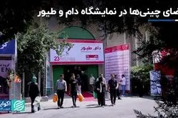 تقاضای چینی‌ها در نمایشگاه دام و طیور
