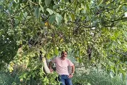 عرضه نهال گردو ژنوتیپ که سرما را شکست داد، قیمت فقط 90 هزارتومان!