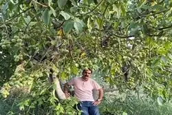 عرضه نهال گردو ژنوتیپ که سرما را شکست داد، قیمت فقط 90 هزارتومان!