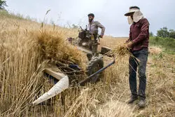 هشدار گندمکاران در مورد رشد چندباره نرخ کودشیمیایی 