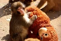 ببینید/ میمون یتیم بالاخره مادر پیدا کرد