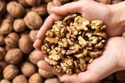 گردوی ایرانی به کدام کشورها صادر می‌شود؟ 