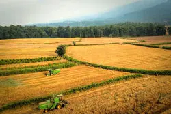 وعده پرداخت ۵۰ هزار میلیارد به گندمکاران در ۱۰ روز آینده