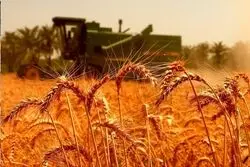 وعده جدید وزارت جهاد به گندمکاران؛ تسویه کامل مطالبات تا پایان مهر
